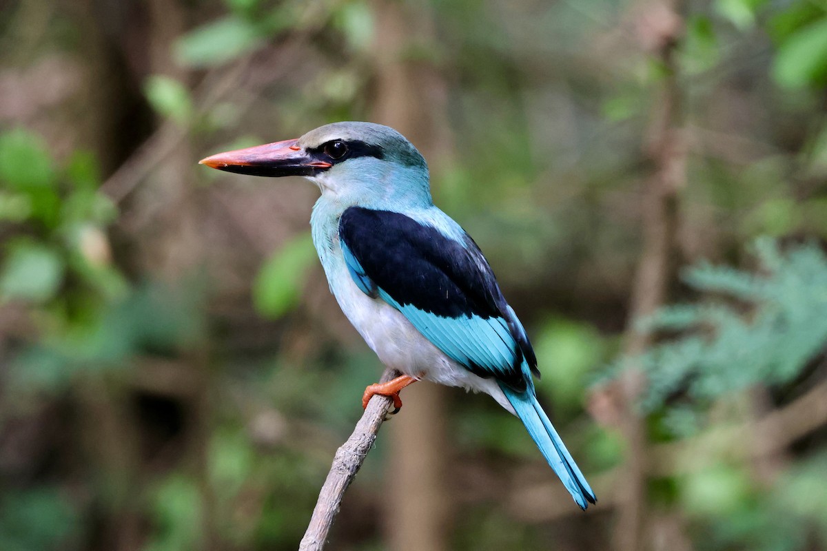 Blue-breasted Kingfisher - ML645496282