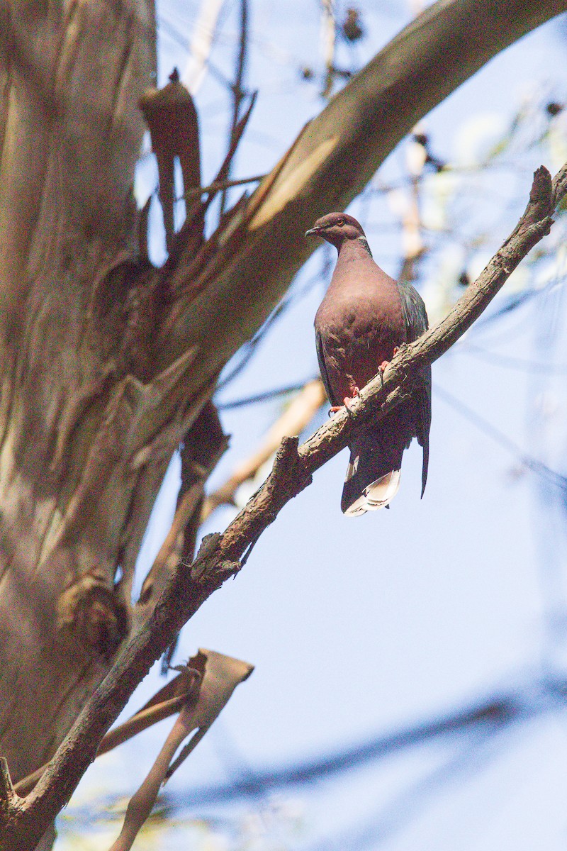 Chilean Pigeon - ML645496284