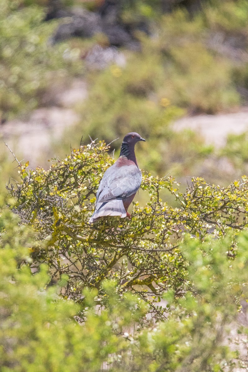 Chilean Pigeon - ML645496285