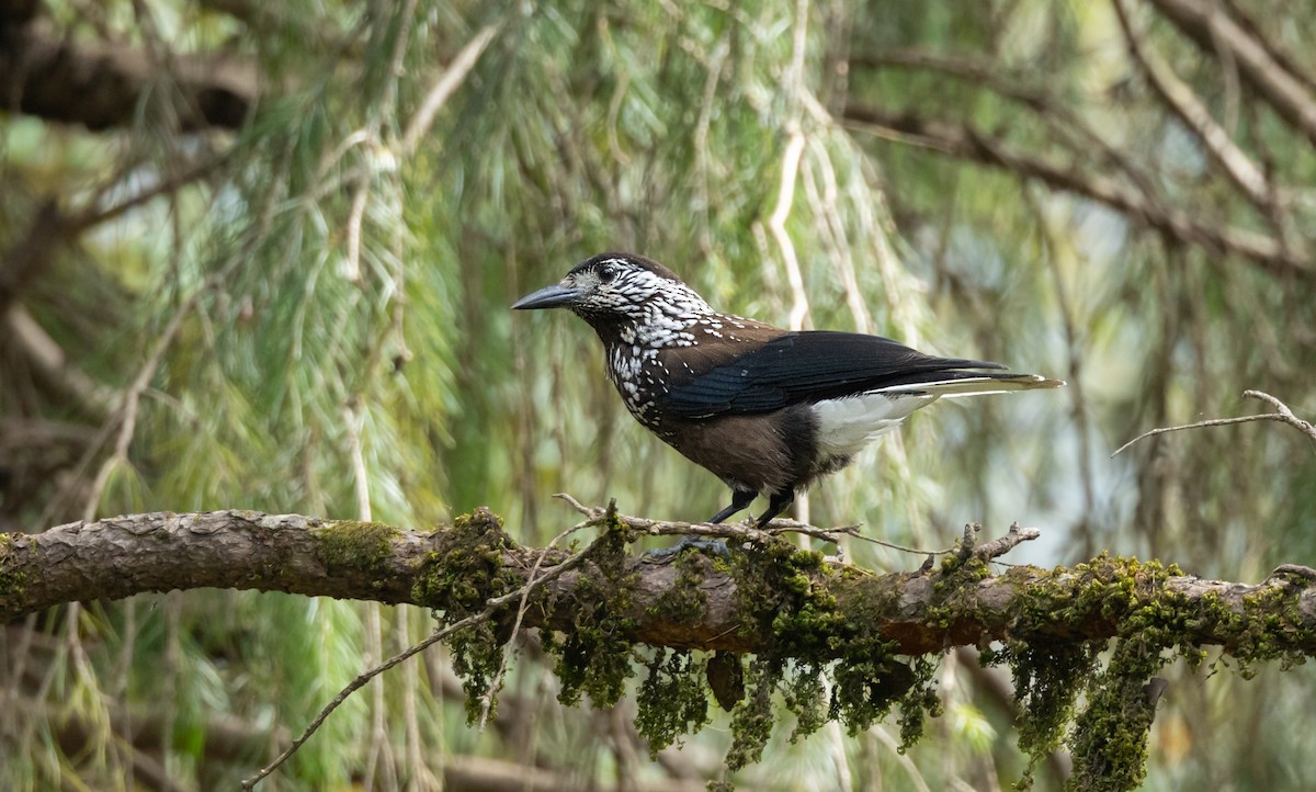 Southern Nutcracker - ML645496286