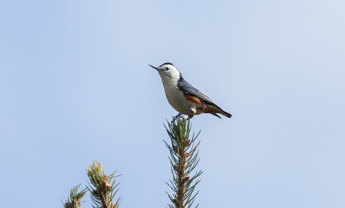White-cheeked Nuthatch - ML645496295