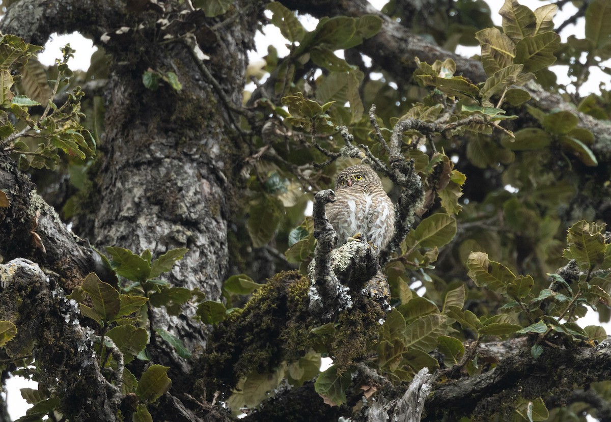 Collared Owlet - ML645496296