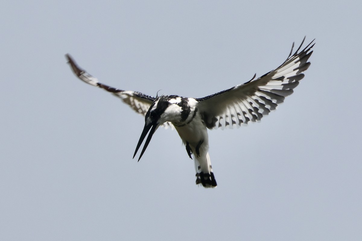 Pied Kingfisher - ML645496297