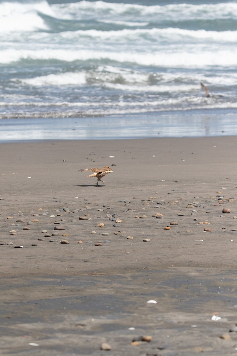 Chimango Caracara - ML645496299