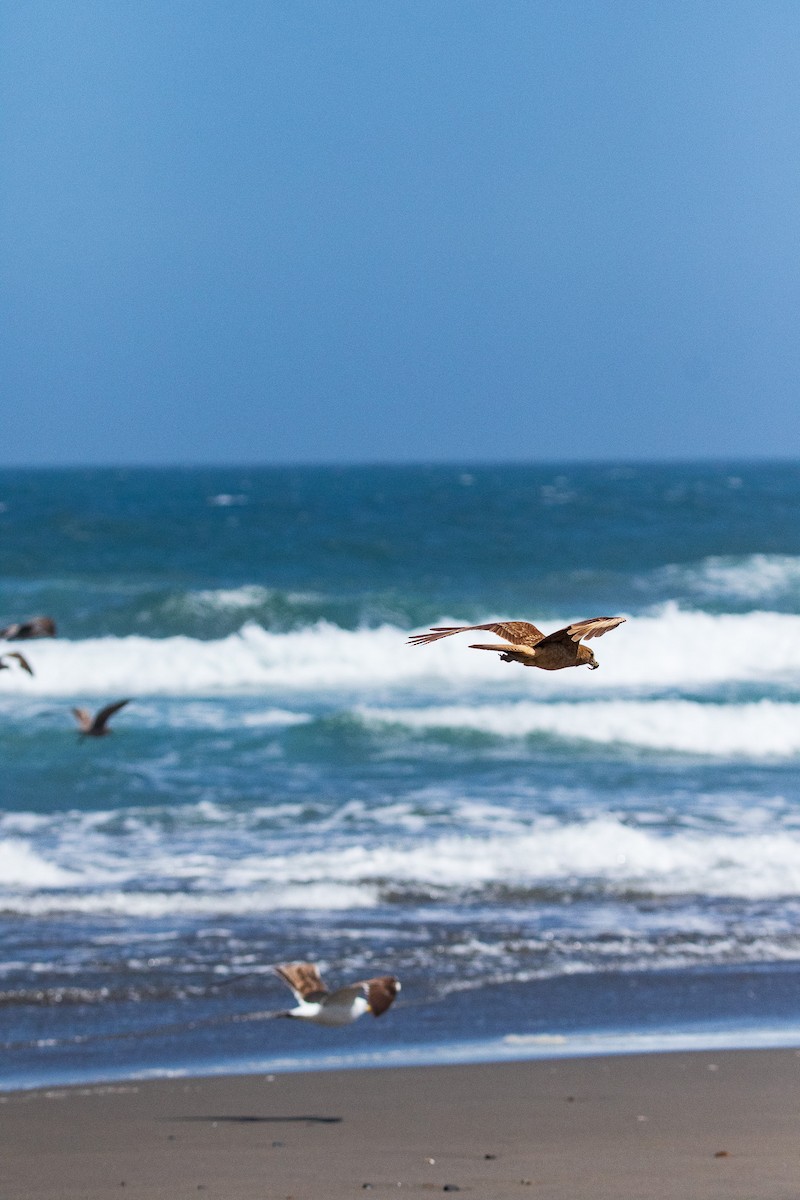 Chimango Caracara - ML645496300