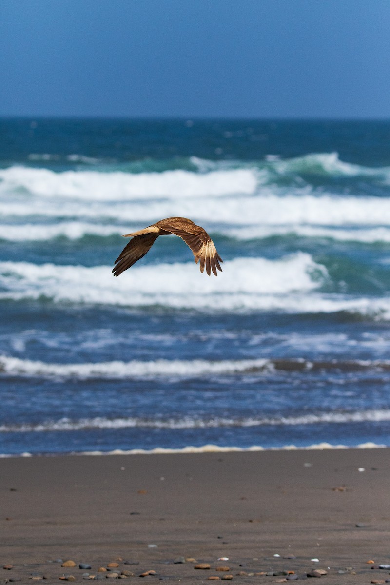 Chimango Caracara - ML645496301