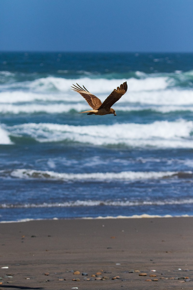 Chimango Caracara - ML645496302