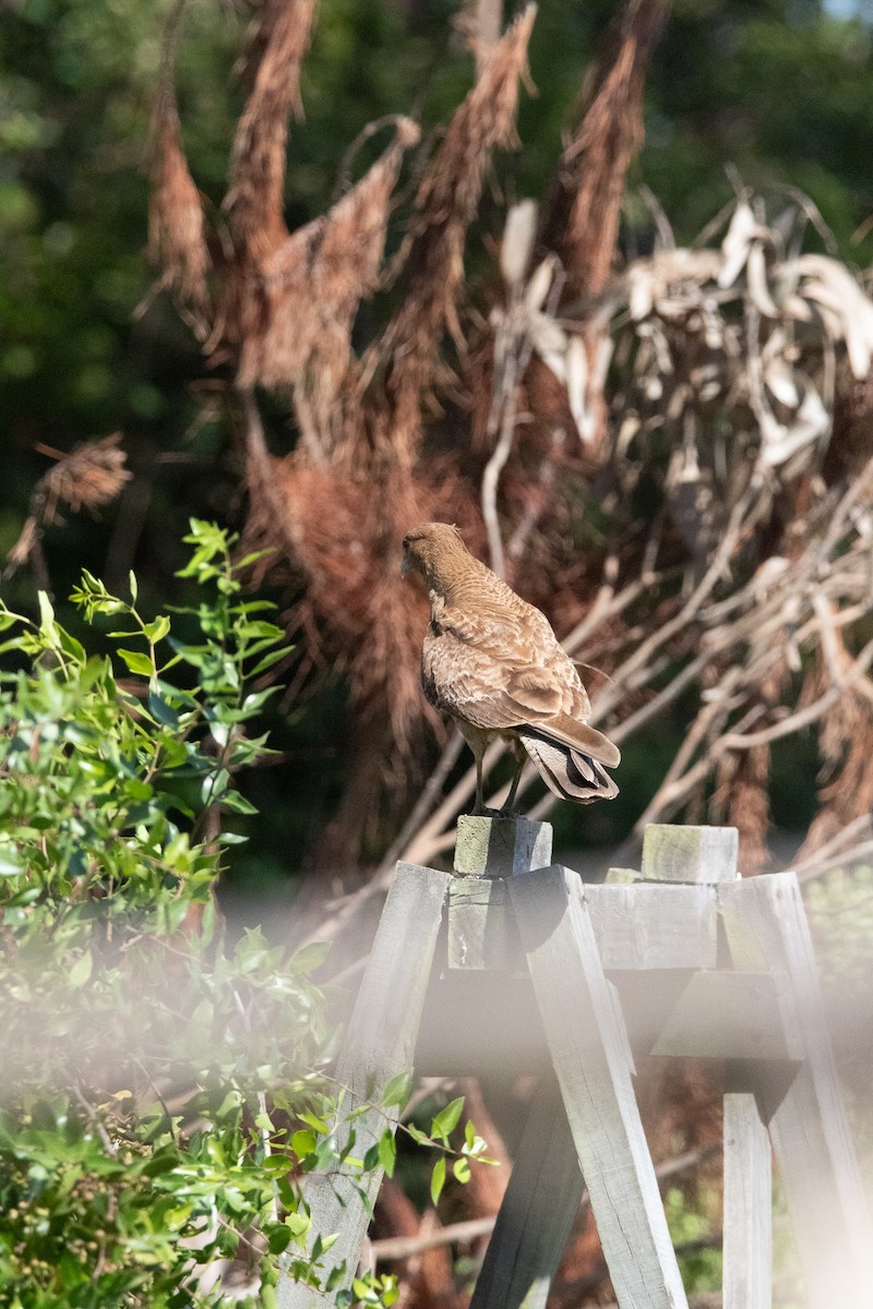 Chimango Caracara - ML645496303