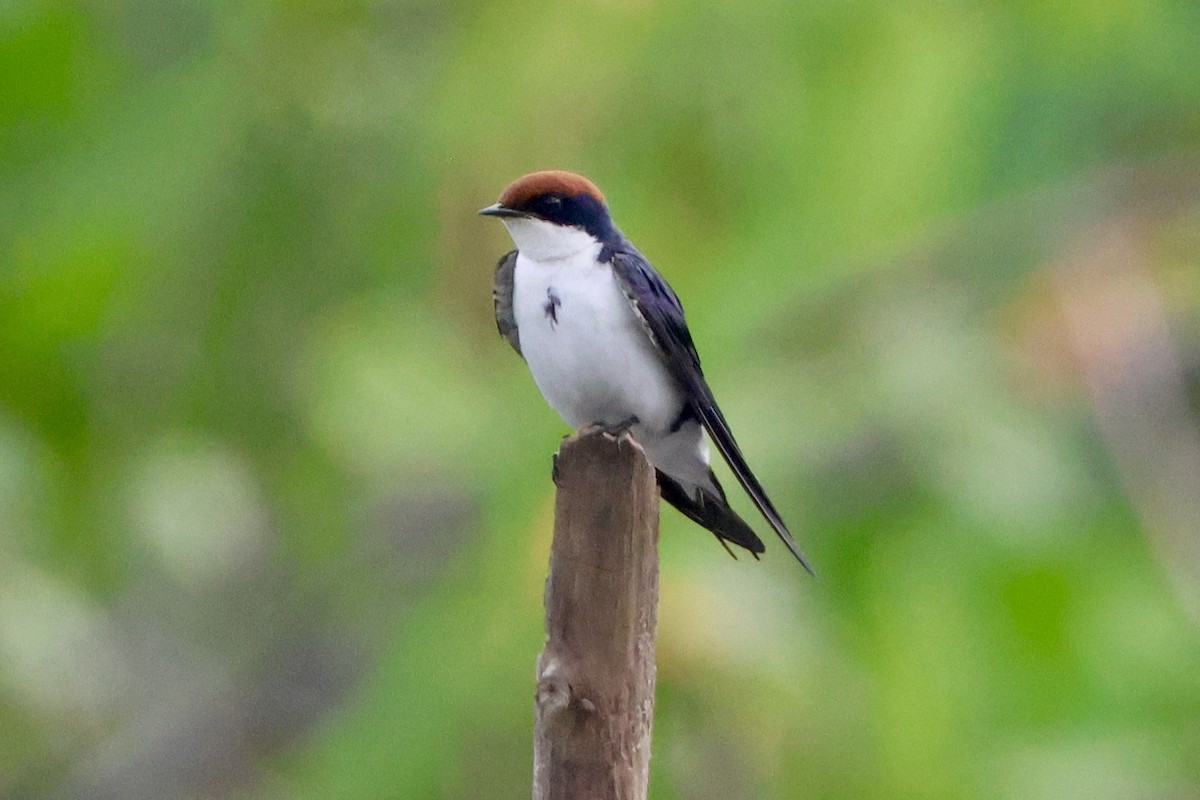 Wire-tailed Swallow - ML645496306