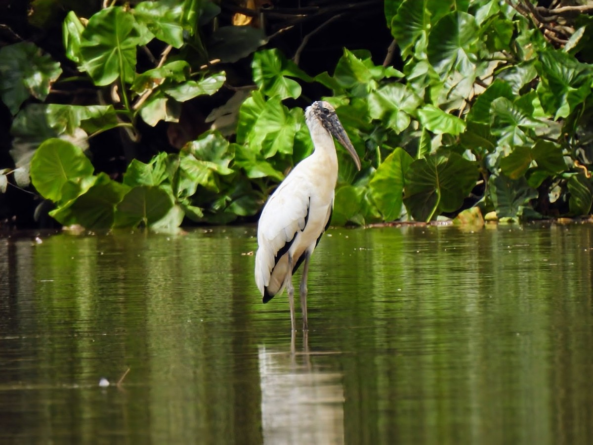 Wood Stork - ML645496311