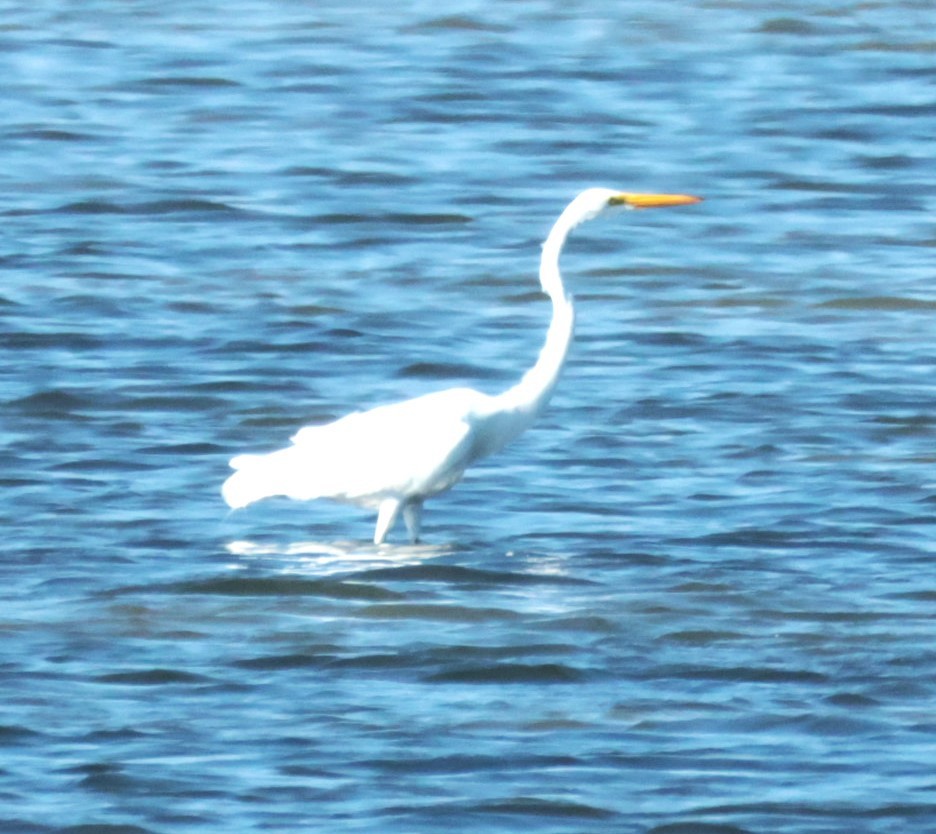 Great Egret - ML645496312
