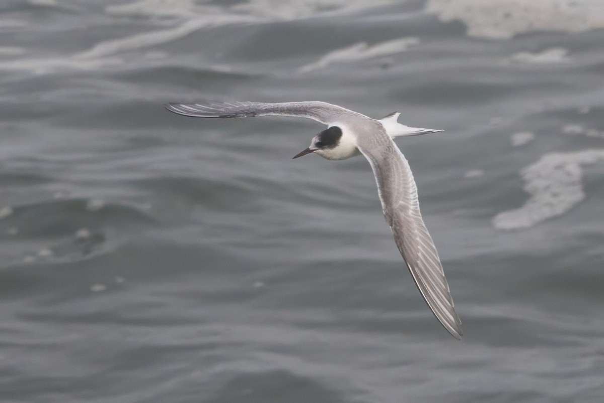 Arctic Tern - ML645496313