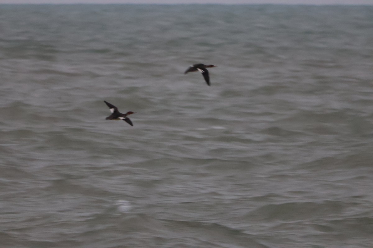 Red-breasted Merganser - ML645496314