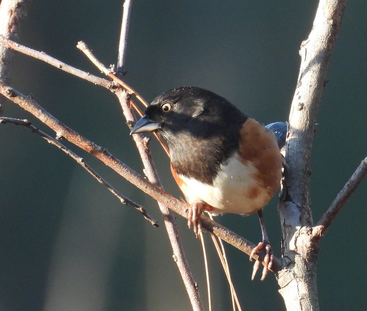 Eastern Towhee - ML645496315
