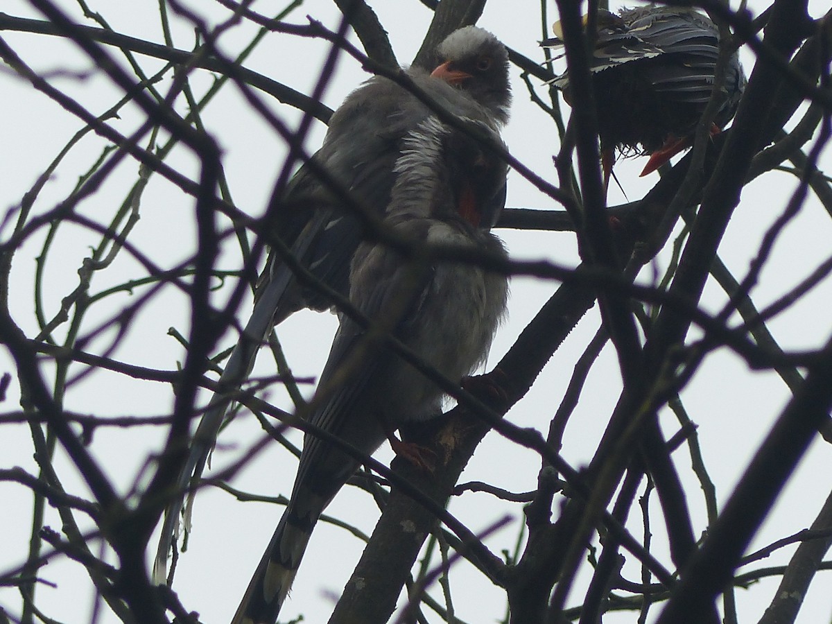 Red-billed Blue-Magpie - ML645496316