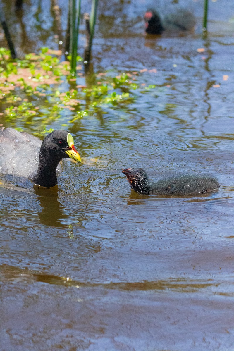Red-gartered Coot - ML645496318
