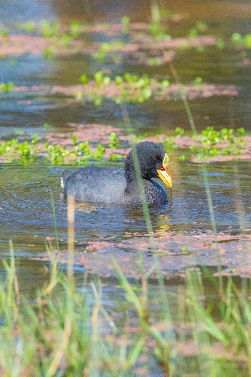 Red-gartered Coot - ML645496319