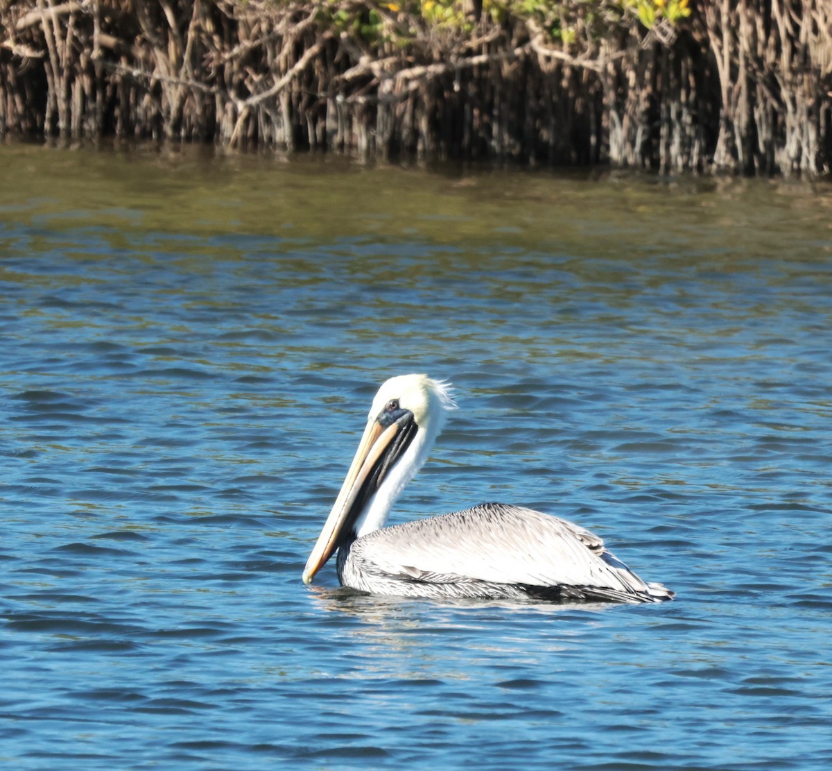 Brown Pelican - ML645496320