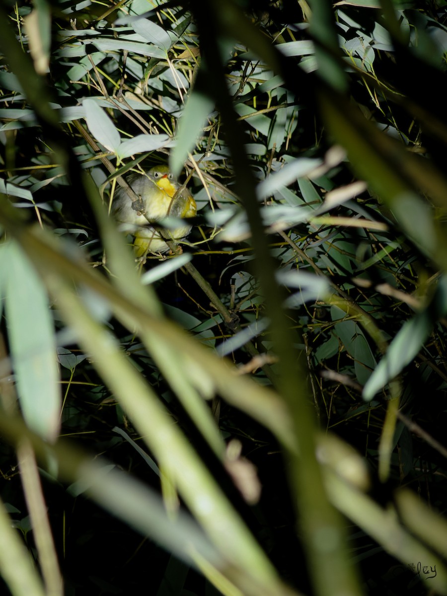 Red-billed Leiothrix - ML645496321