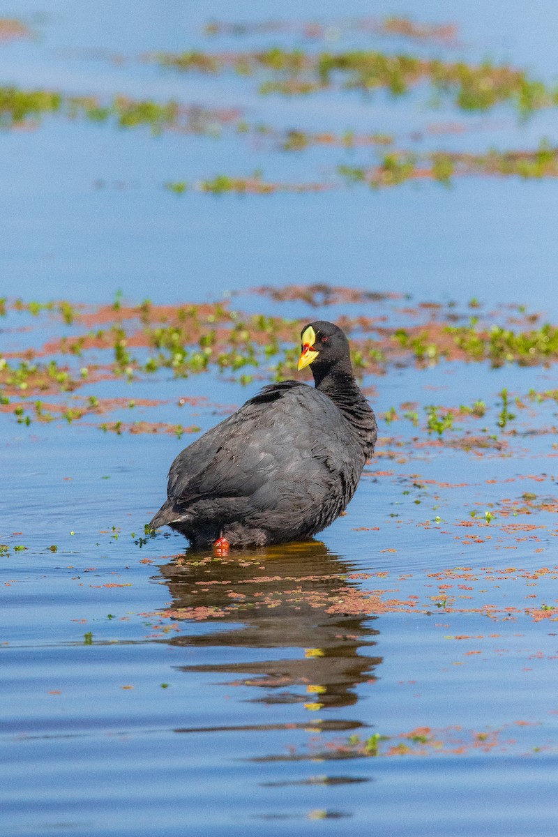 Red-gartered Coot - ML645496322