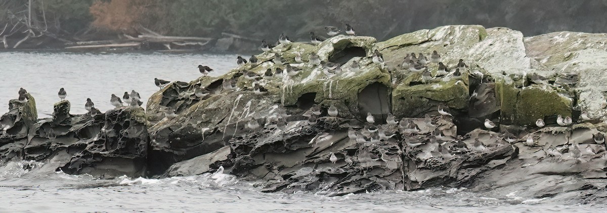 Black Turnstone - ML645496323