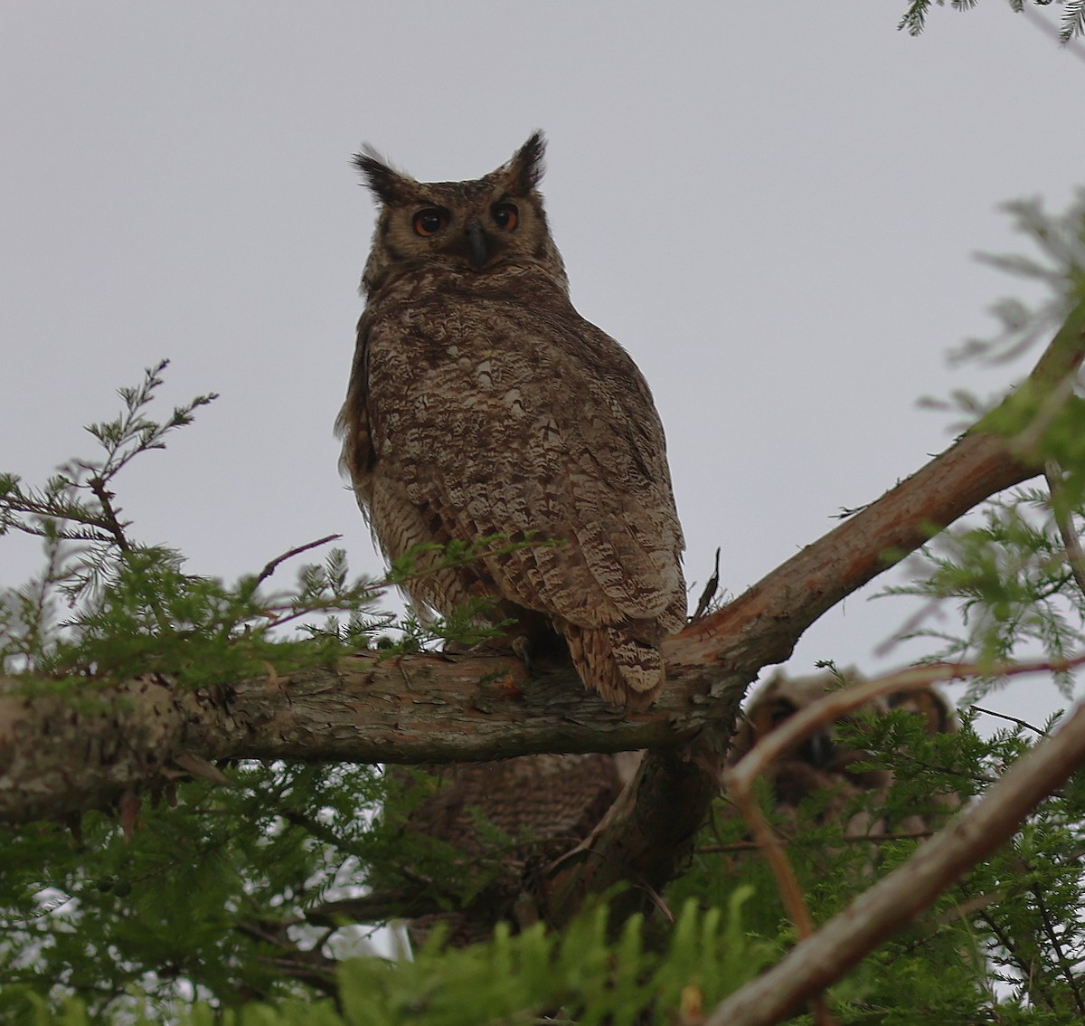 Great Horned Owl - ML645496325