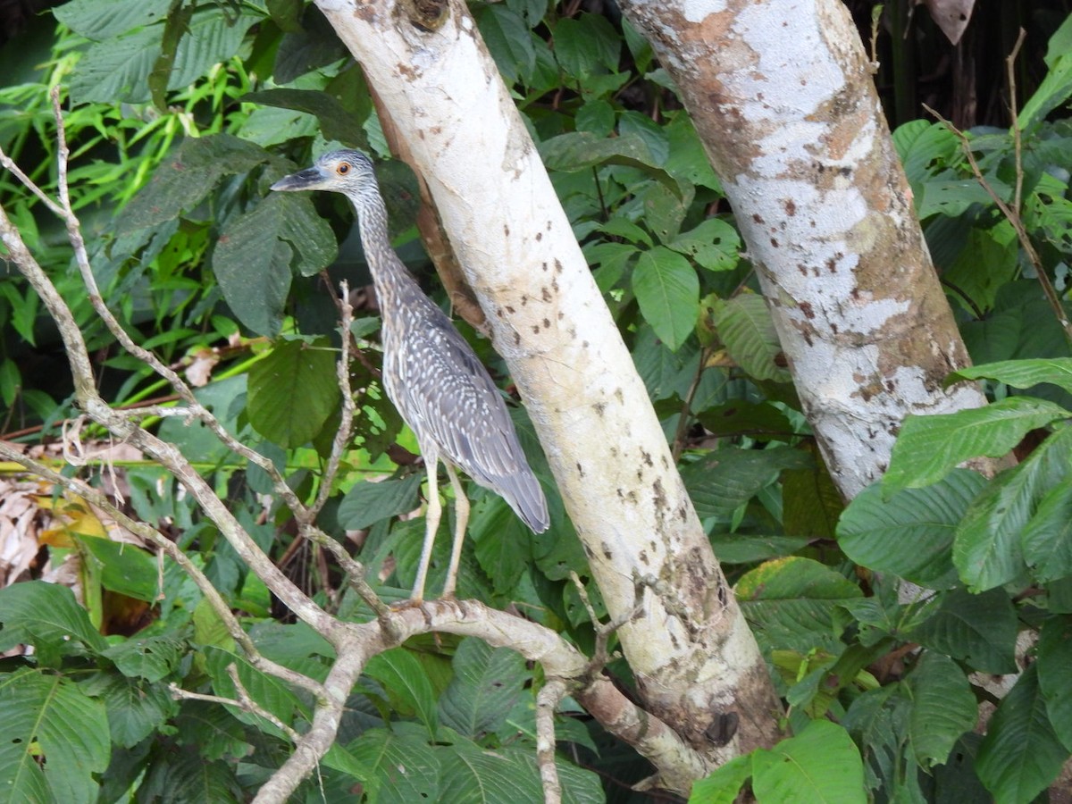 Yellow-crowned Night Heron - ML645496326