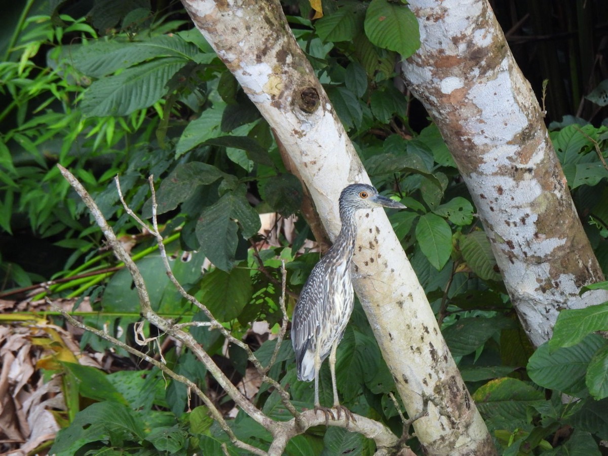 Yellow-crowned Night Heron - ML645496327