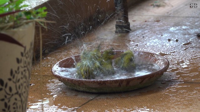 Indian White-eye - ML645496334