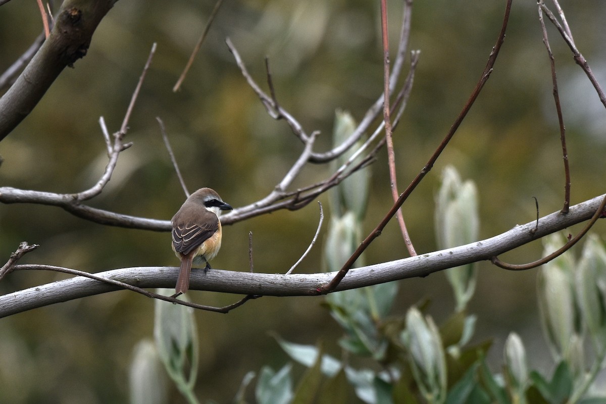 紅尾伯勞 - ML645496337