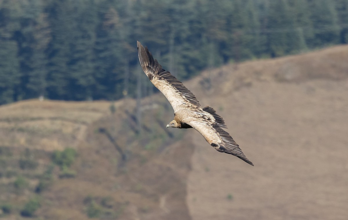 נשר הימלאיה - ML645496344
