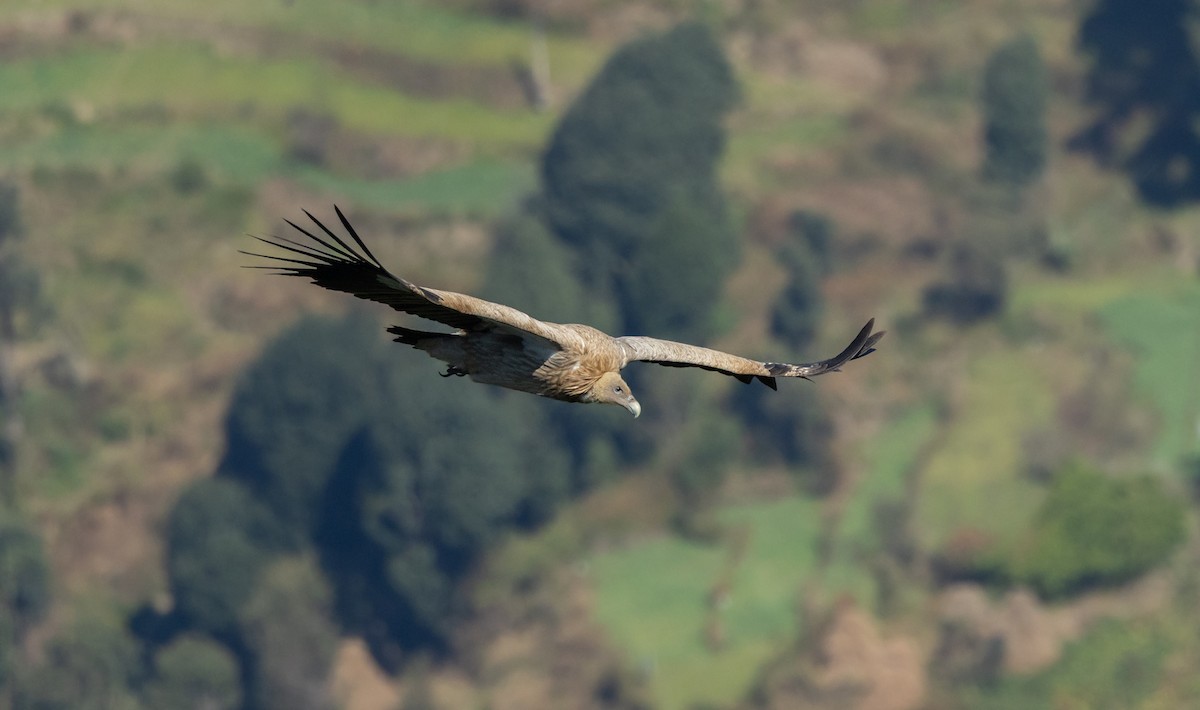 נשר הימלאיה - ML645496345