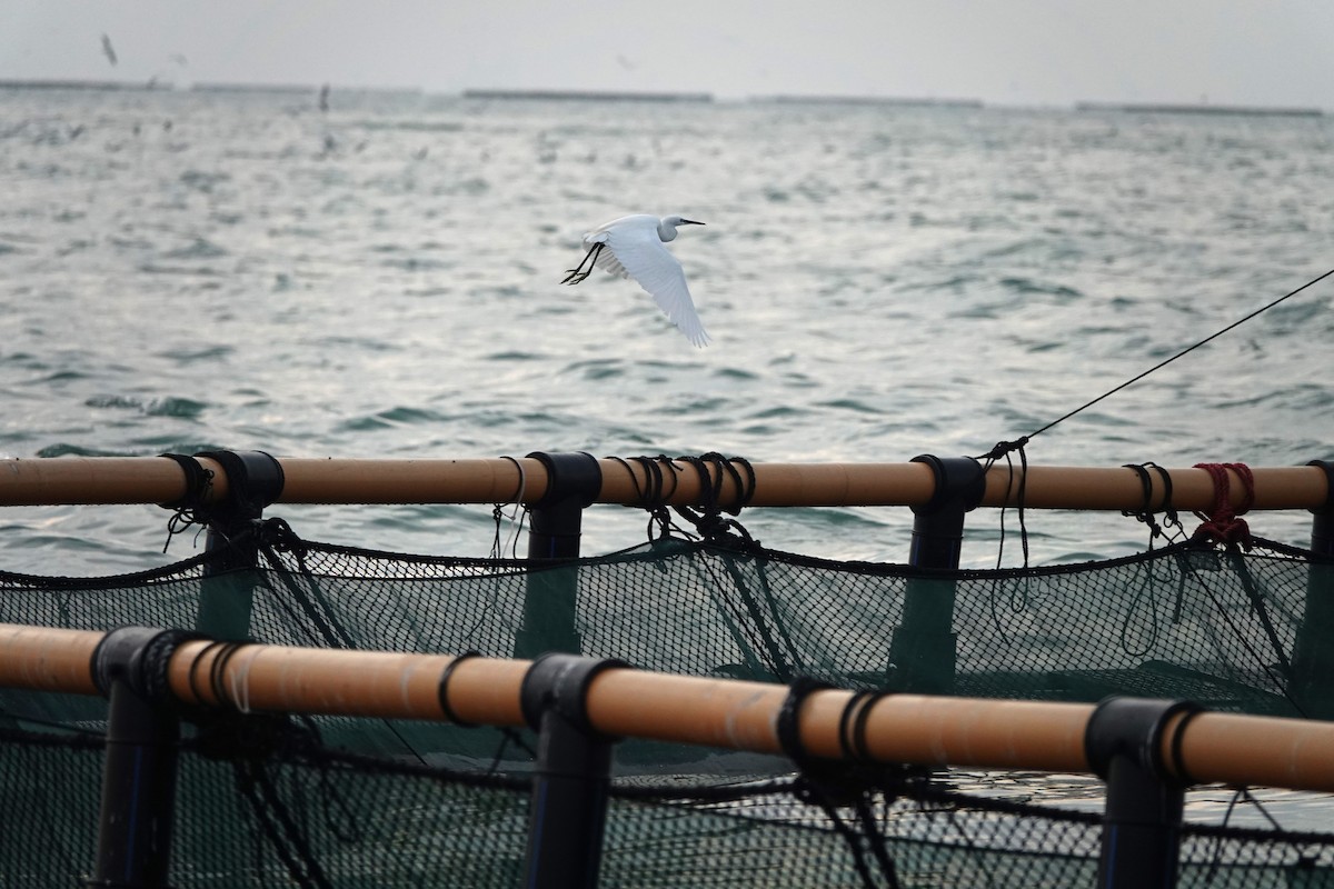 Little Egret - ML645496358