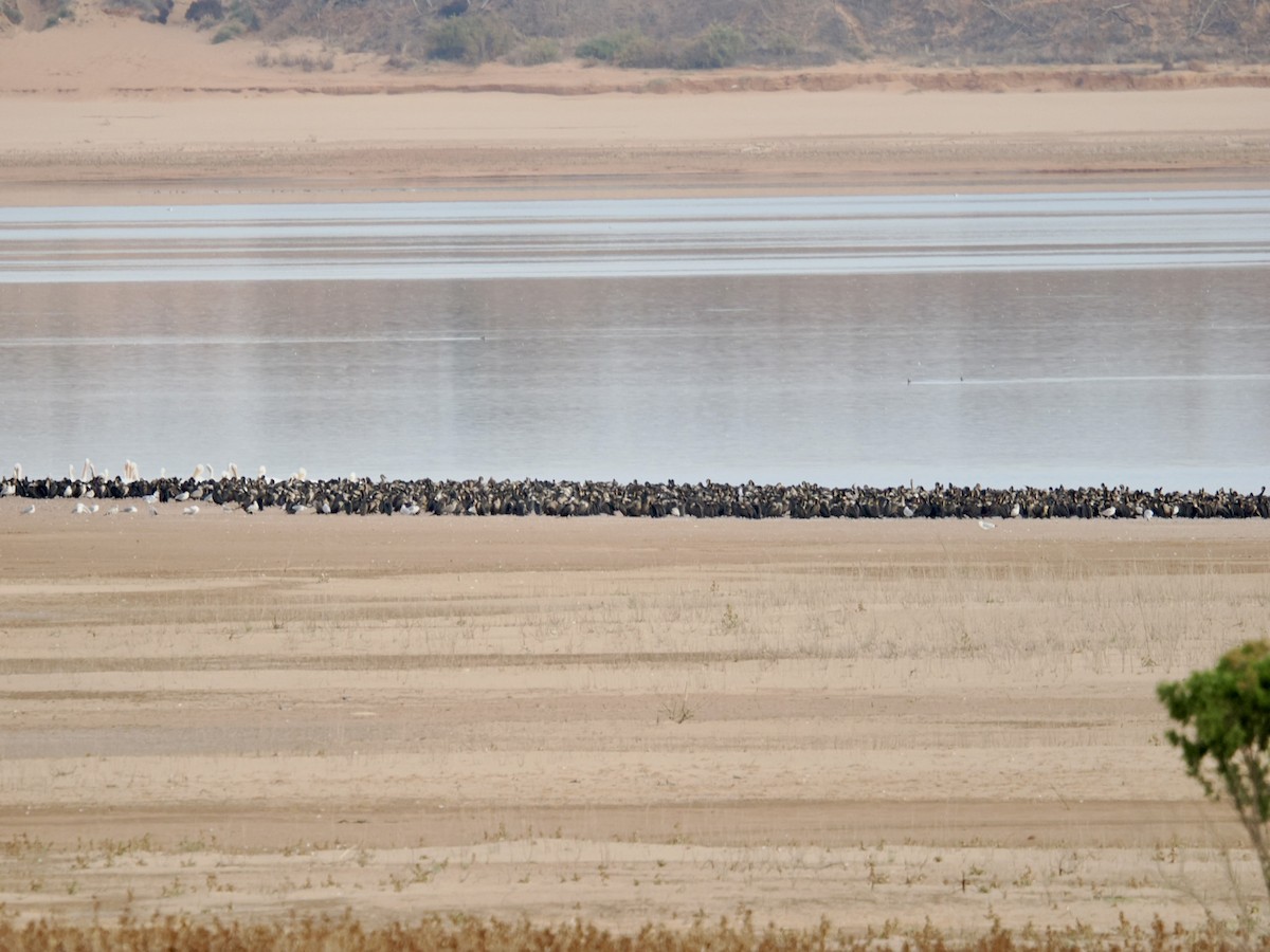 Cormoran à aigrettes - ML645496369
