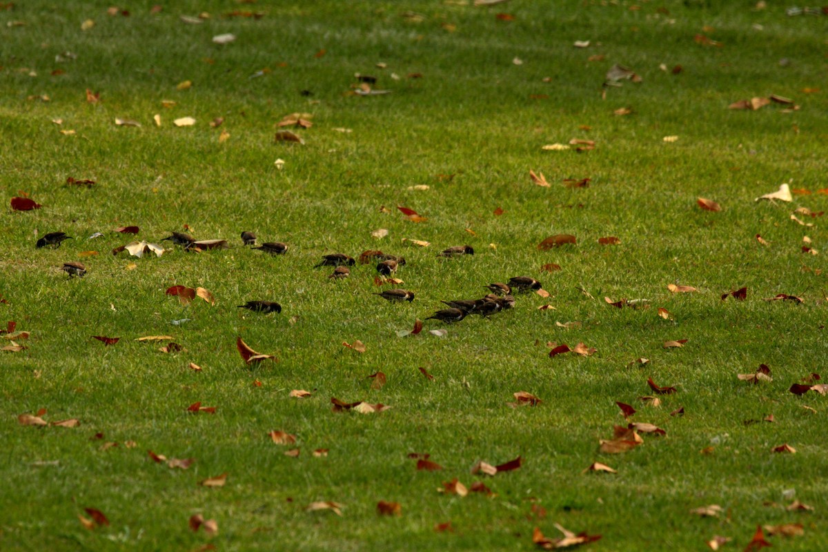 Bronze Mannikin - ML645496380