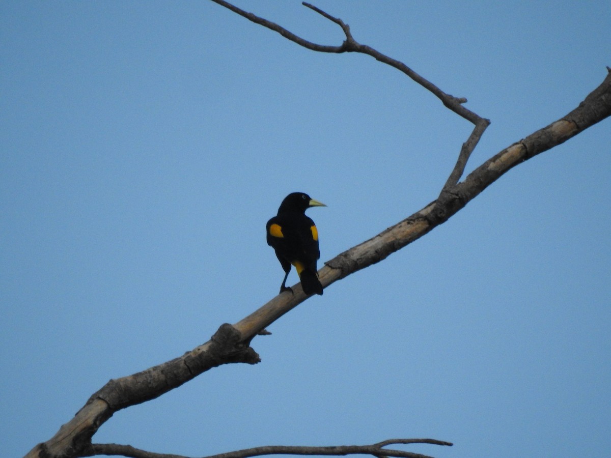 Yellow-rumped Cacique - ML645496383