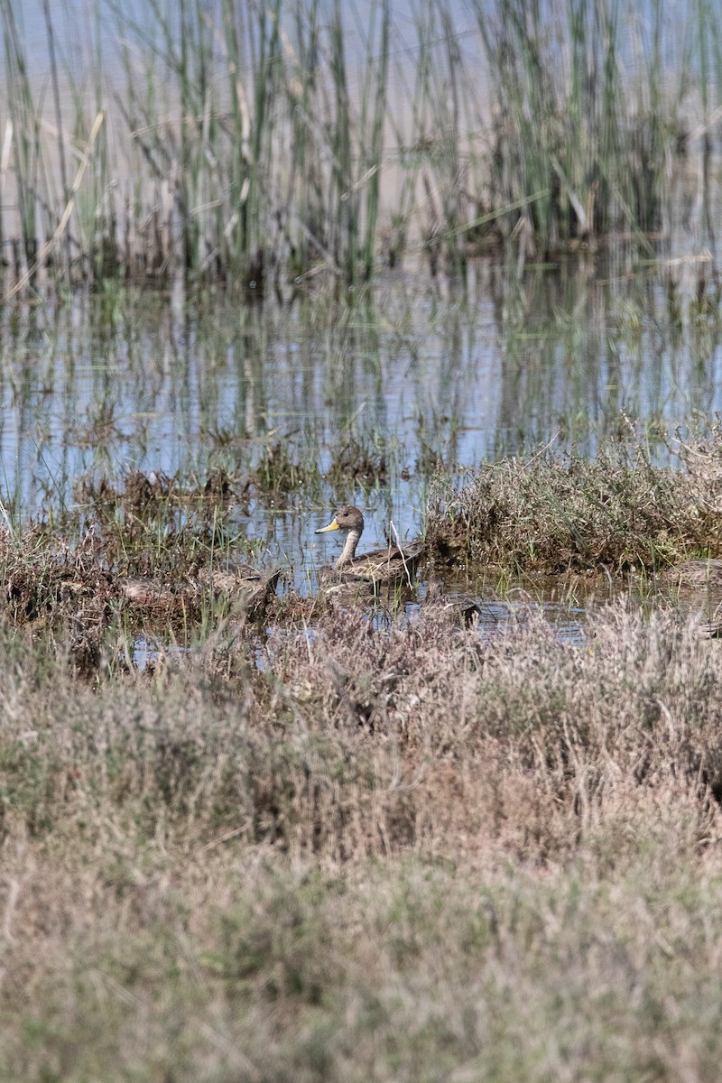 Yellow-billed Pintail - ML645496385