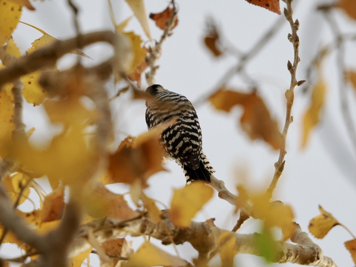 Ladder-backed Woodpecker - ML645496386