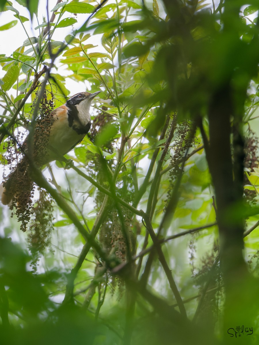 Greater Necklaced Laughingthrush - ML645496387