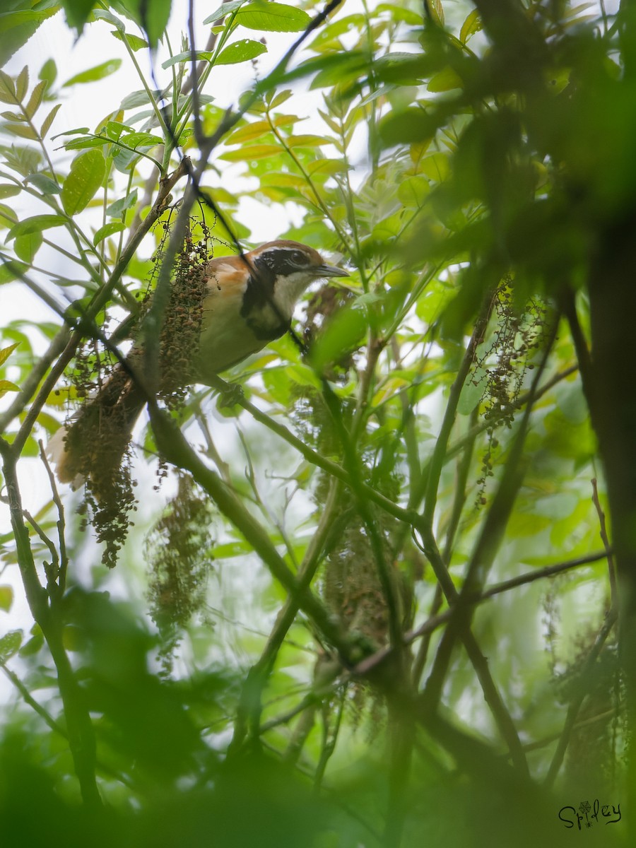 Greater Necklaced Laughingthrush - ML645496389