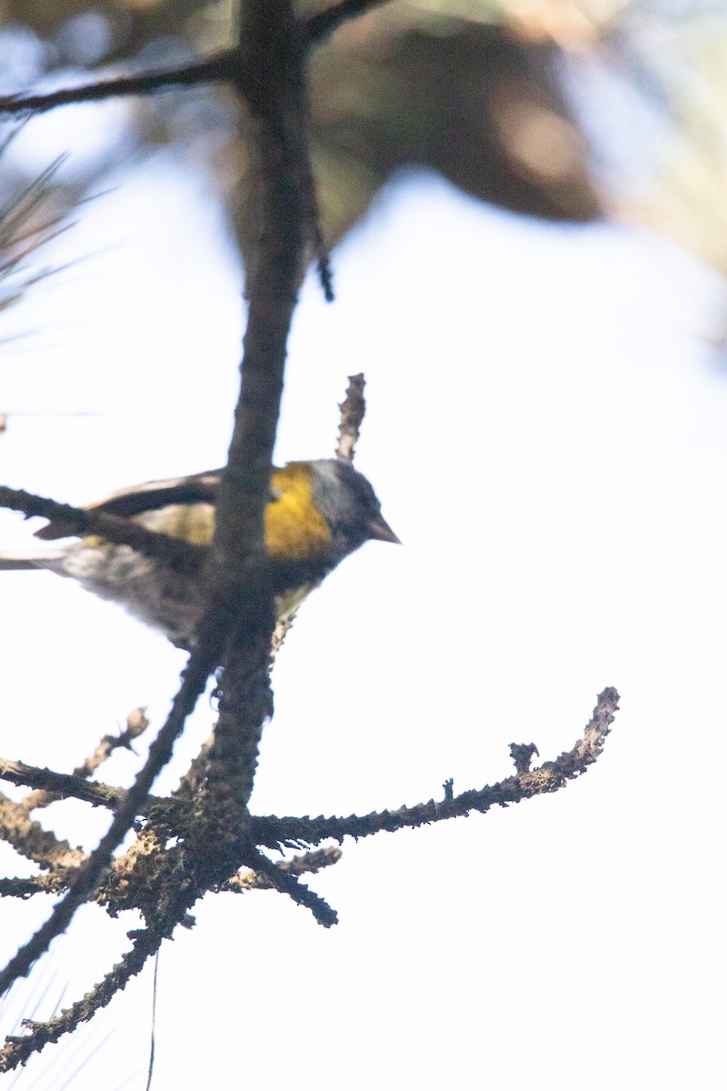 Gray-hooded Sierra Finch - ML645496393