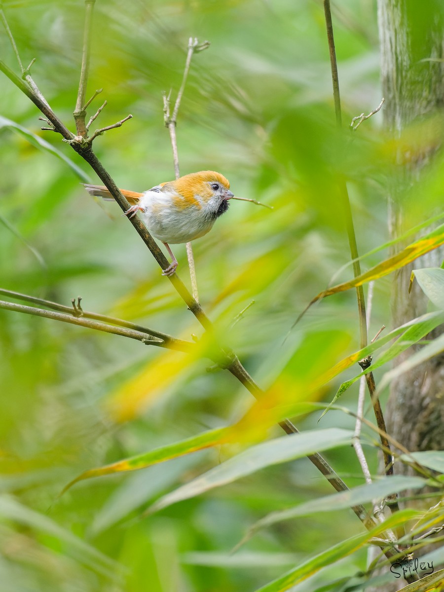 黃羽鸚嘴 - ML645496395