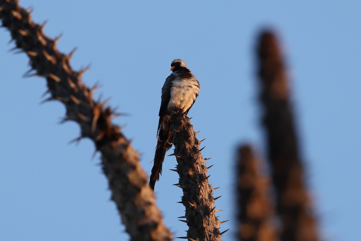 Namaqua Dove - ML645496396