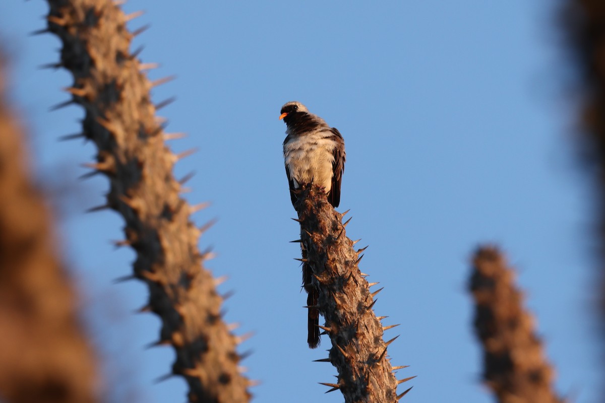Namaqua Dove - ML645496397