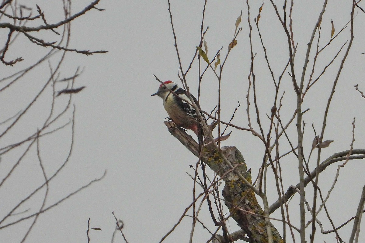 Middle Spotted Woodpecker - ML645496398
