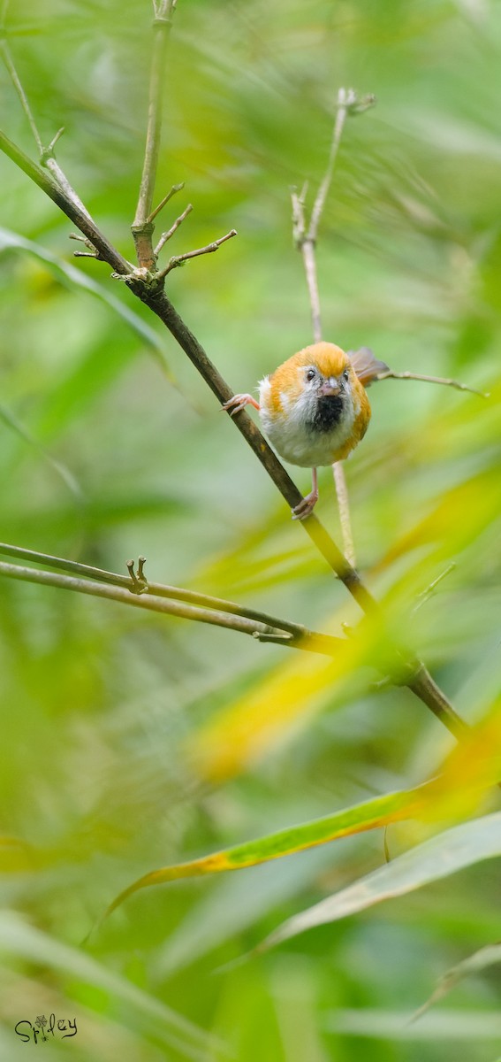 黃羽鸚嘴 - ML645496399