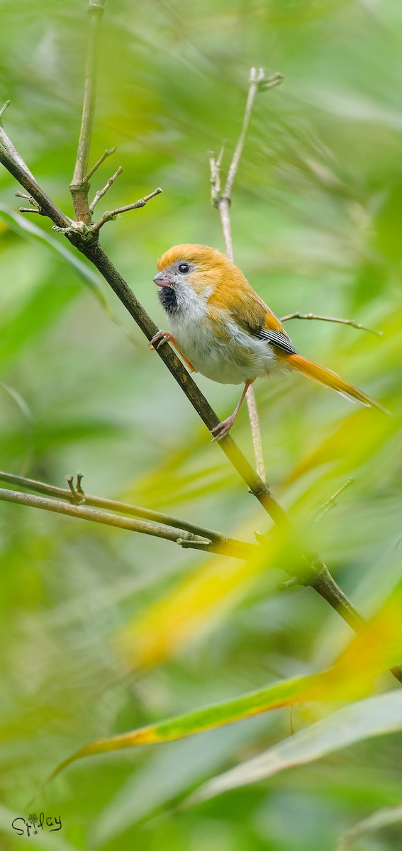 黃羽鸚嘴 - ML645496400