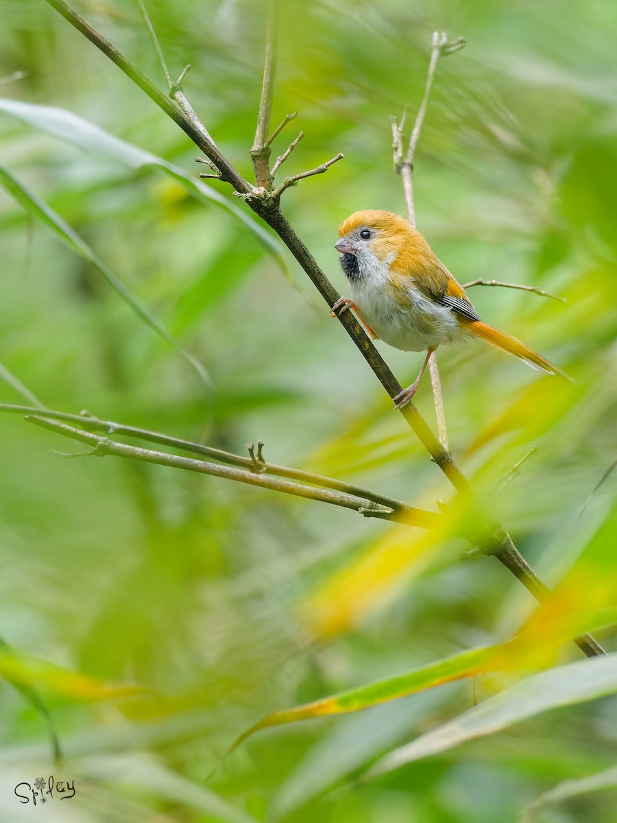 黃羽鸚嘴 - ML645496401