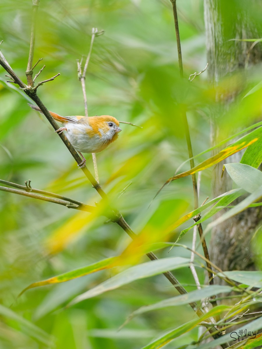 黃羽鸚嘴 - ML645496402