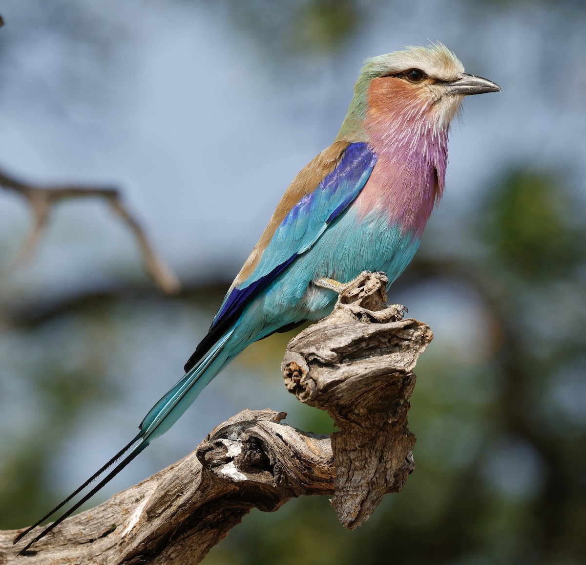 Lilac-breasted Roller - ML645496403